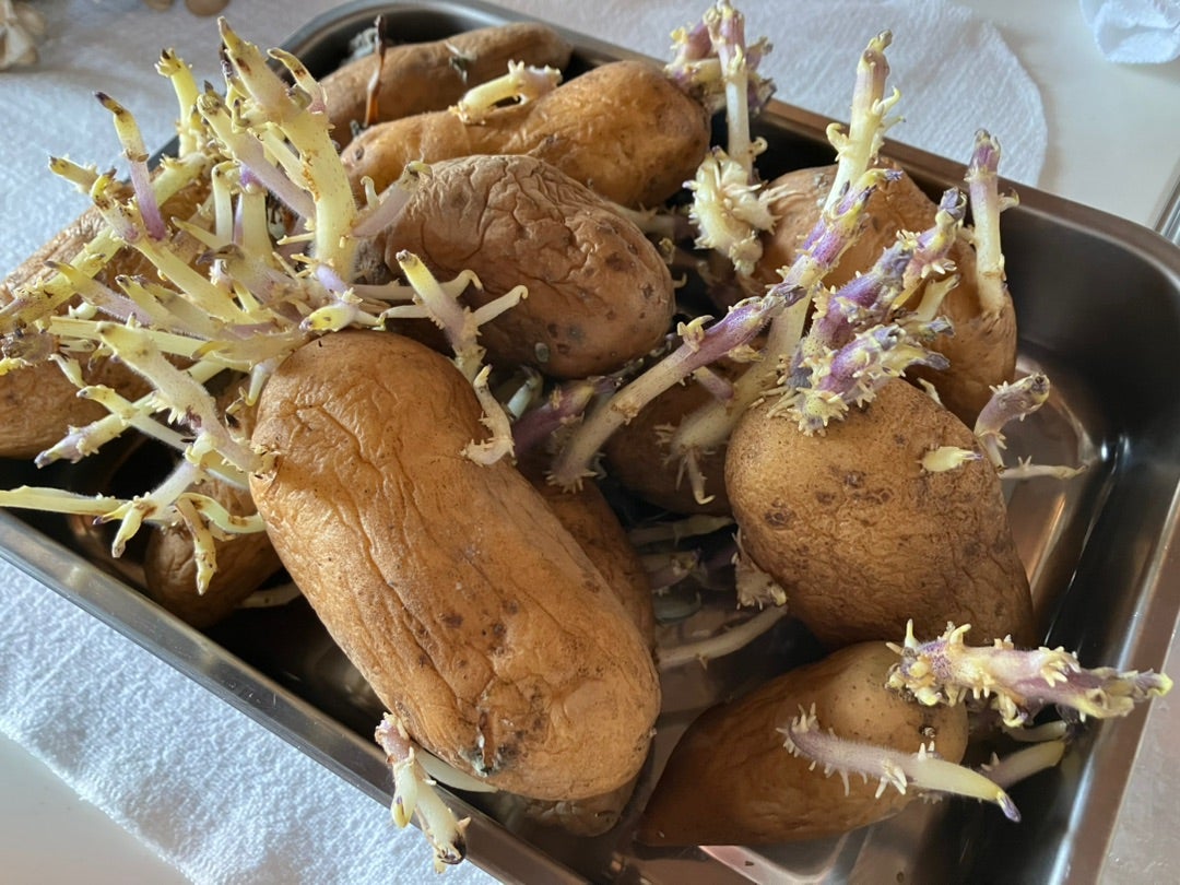 芽の出たジャガイモ : 「今日の一枚」