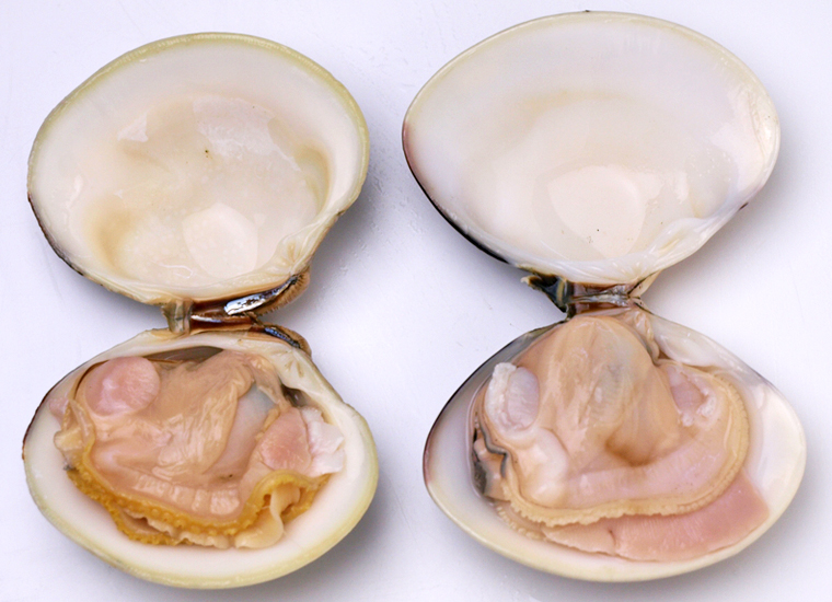 ●ホンビノス貝の「潮汁」レシピ