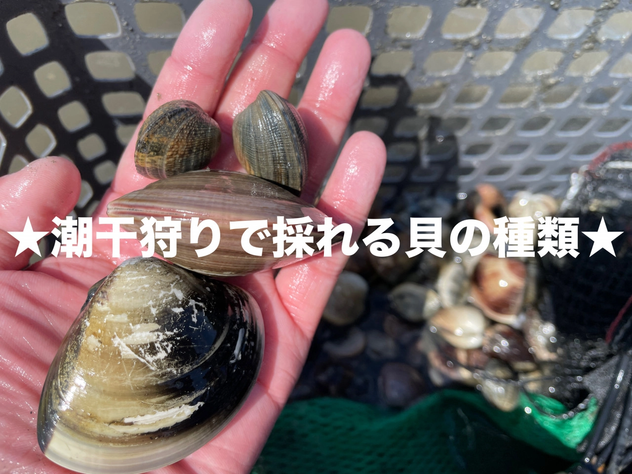 アサリ」と「大アサリ」の違いと共通点一覧皓介 こうすけ