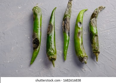 カビとは？カビの基本、カビをやっつけるにはOOが有効？ネットdeカガク