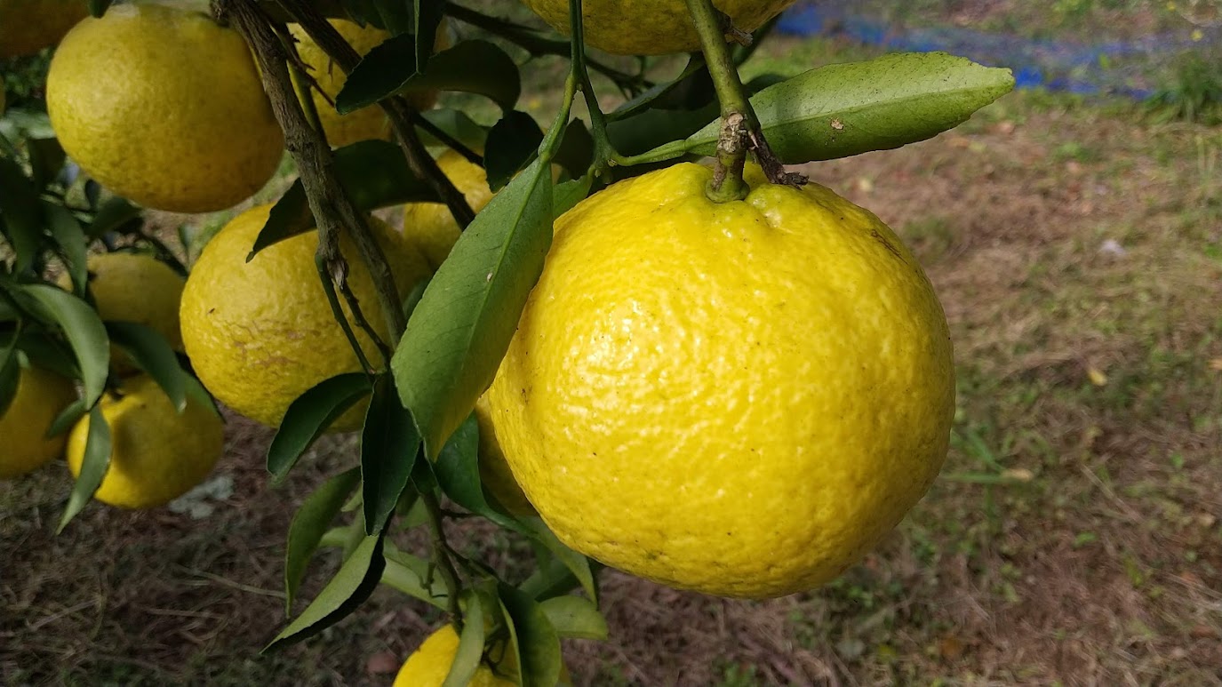 沖縄市場たま青果 - 柑橘類Yahoo!ショッピング