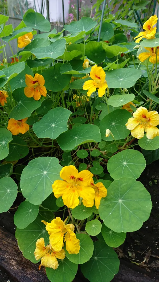 FISH VEGGIES ナスタチウムの葉3〜5cm 30枚程度 化学肥料 農薬不使用だから安心して食べられるFISHVEGGIES フィッシュベジ お魚が育てたお野菜