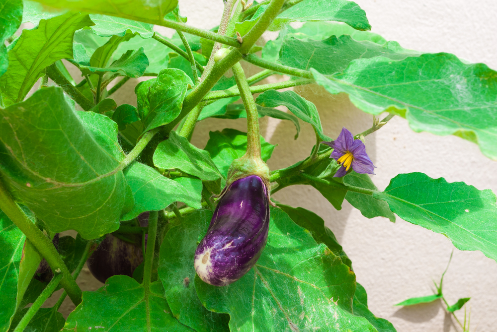 春に植える野菜を紹介します 家庭菜園におすすめとなりのカインズさん