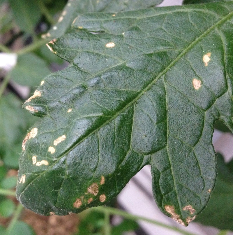 困ってます。家庭菜園でミニトマトやってるのですが、写真のように白- Yahoo!知恵袋