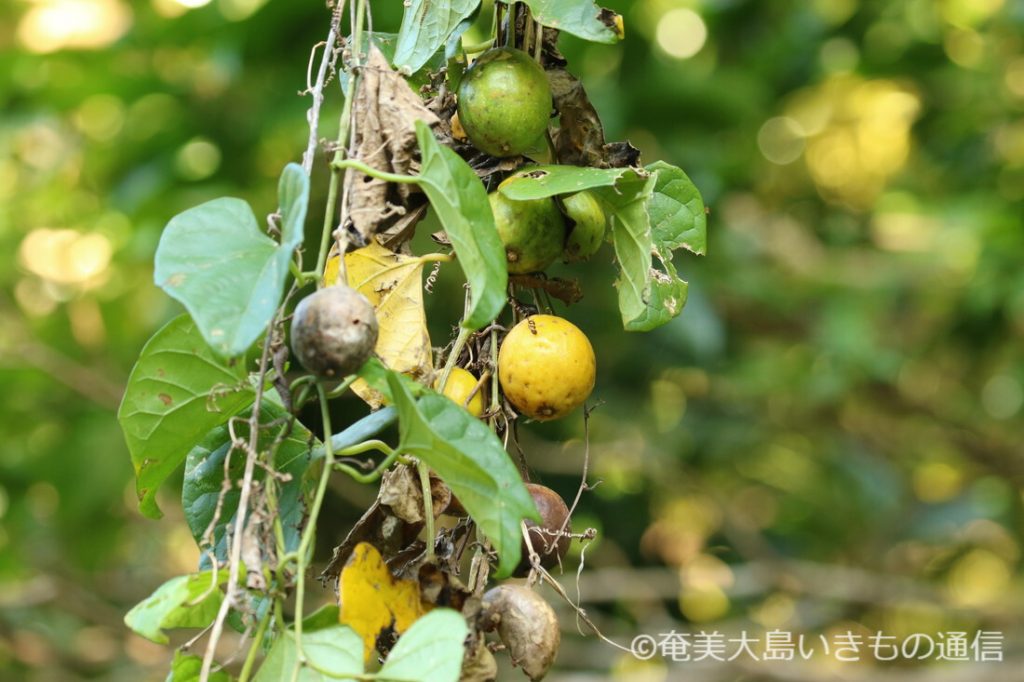 みんなみの里 まるでキャンディーのような「オキナワスズメウリ」 無印良品