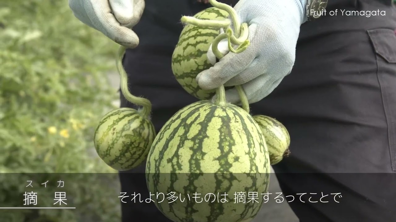 小玉スイカの日持ちと保存方法！長持ちさせるコツや大量消費レシピも新潟ごっつぉ産直便JA新潟かがやき公式通販サイト
