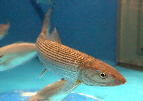 この魚なーんだ⁉️, 前回の魚はソトイワシでした！,ソトイワシ,宇都宮市中央卸売市場宇都宮市寿司魚宇都宮市イベント宇都宮市寿司宇都宮市居酒屋魚料理魚が好き