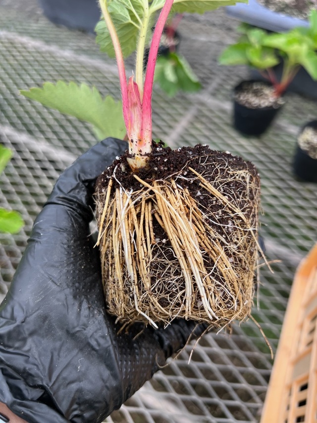 イチゴの増やし方や苗作りの方法は？適切な時期や肥料について解説コラムイノチオグループ