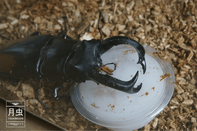 ギラファノコギリクワガタ メスインセクトファームヨマセ