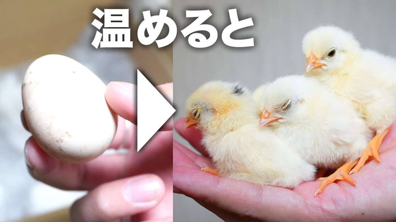 ひよこになるのは卵のどこ？なんで卵黄と卵白があるの
