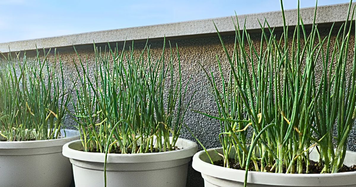 わけぎの育て方！プランターで手軽に始める栽培テクニックを紹介コーナンTips