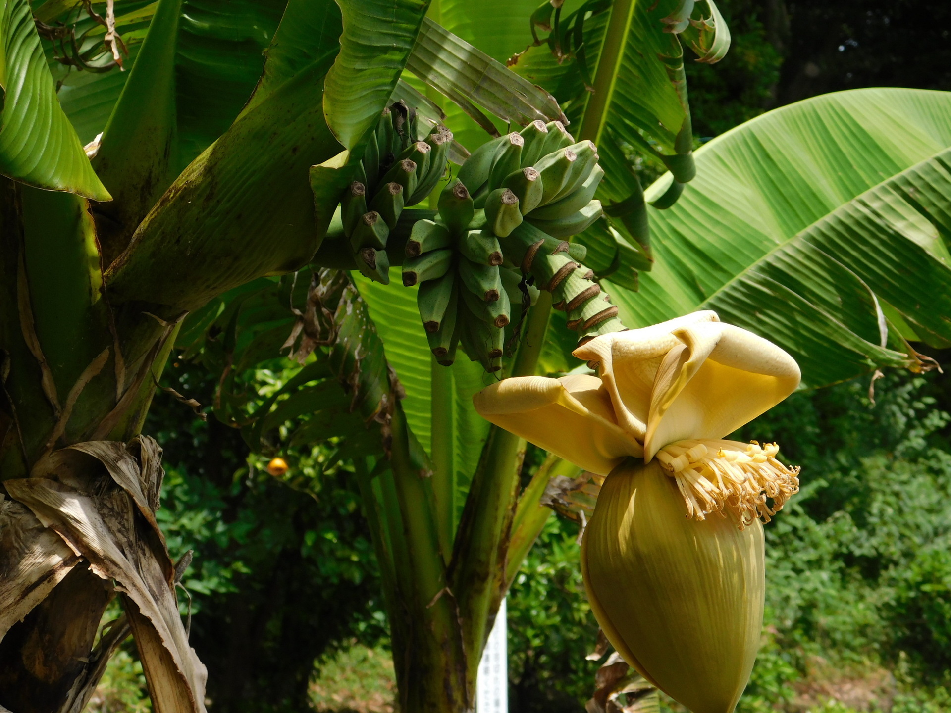 門川町観光協会 - バナナ？ 芭蕉？8 31Facebook