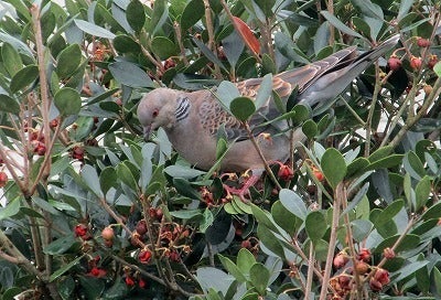 クロガネモチあおはくたき