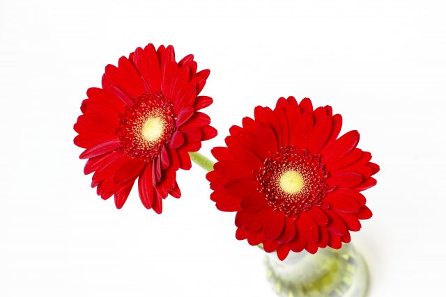 3本から購入可能 1輪とかすみそうのブーケ 選べるお花 クリアケース付き バラ ガーベラ カーネーション 生花 お花 花束 ミニブーケ プレゼントフラワーギフト おしゃれ 卒業 卒園 送別 発表会 授与式 華やか -COLORFUL Flowers 花のギフト専門店 - プレゼント