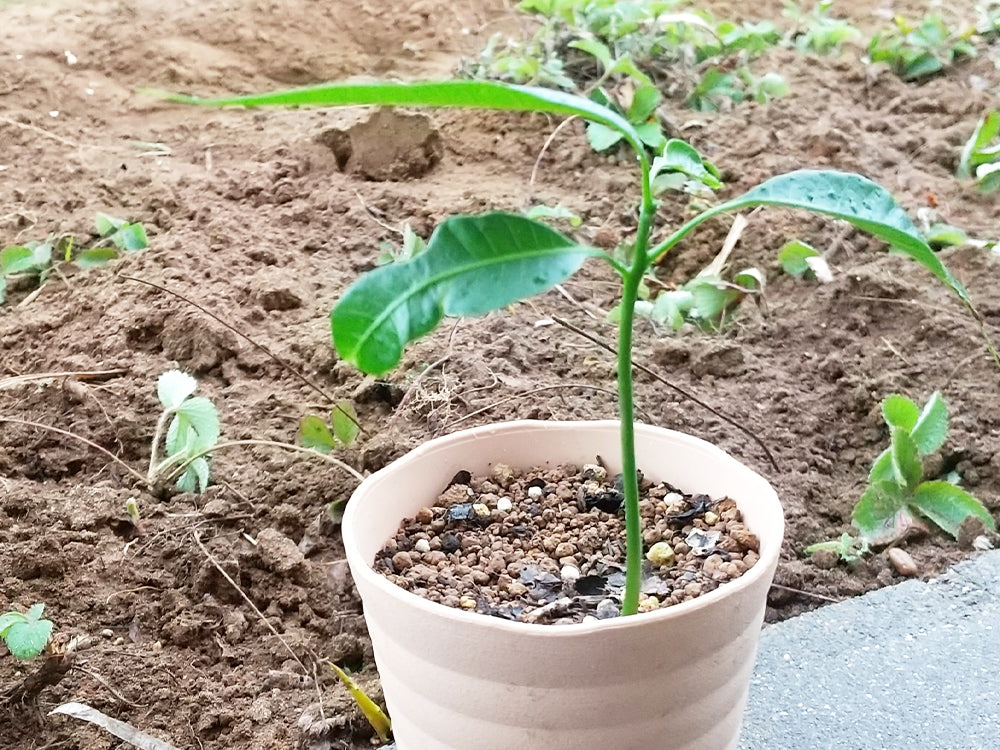 マンゴーの種まき１種の取り出し～発根