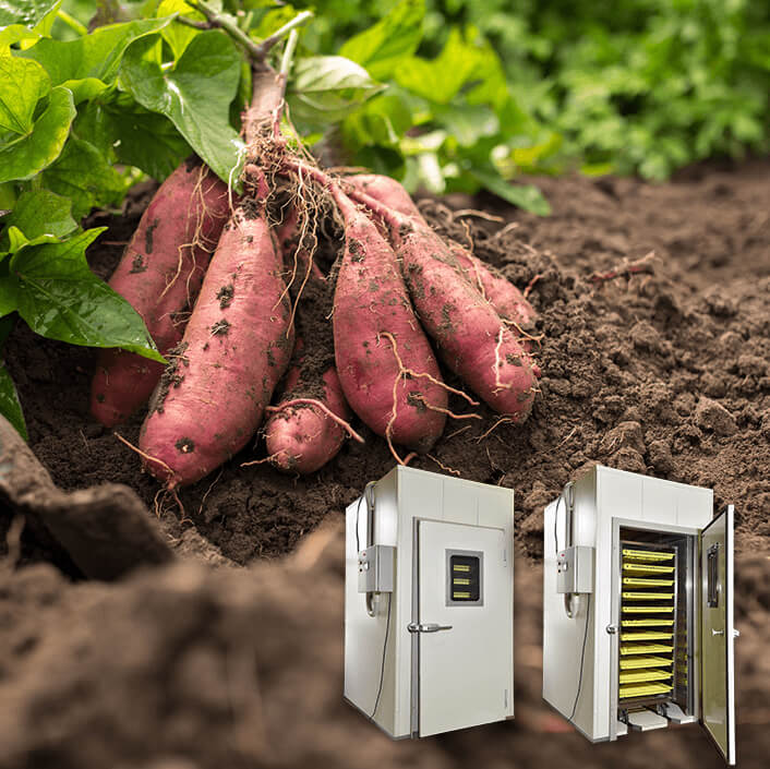 食品乾燥機で干し芋 by apple007クックパッド簡単おいしいみんなのレシピが392万品