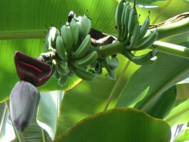 なぜバナナの皮が食べられるのか？京都 はんなりばなな