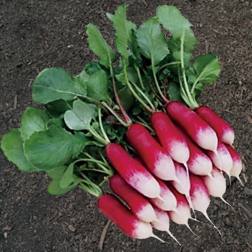 ラディッシュ 二十日大根 の育て方植物ノート
