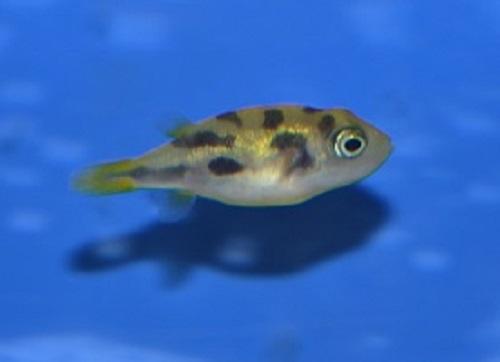 ふぐの種類下関ふぐ問屋 酒井商店