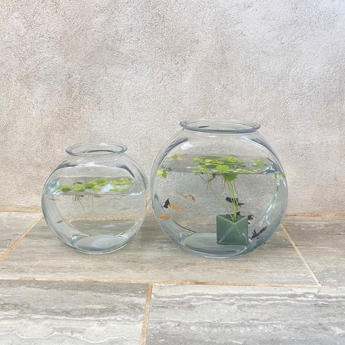 KQQKリビングルーム小型ガラスエコガーデン、テーブルに置くことができます熱帯魚、メダカ、金魚の飼育セットに適していますB初心者向け・ おすすめ金魚水槽セット10選選び方も教えます東京アクアガーデン