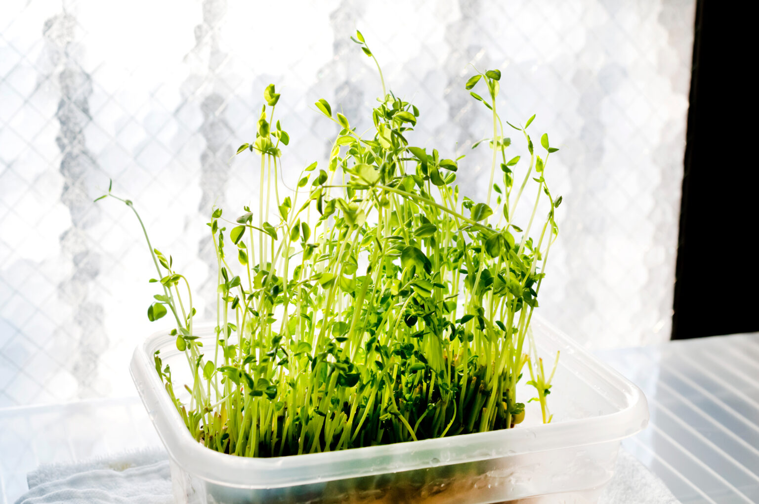 豆苗を育ててみたらジャングルになった！豆苗の育て方のコツ＆簡単レシピ とにかく捨てない山崎 食のWebメディア weeeat