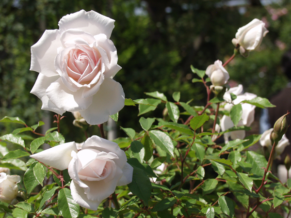 花の女王バラを紐解く「ティーローズの誕生」GardenStoryガーデンストーリー