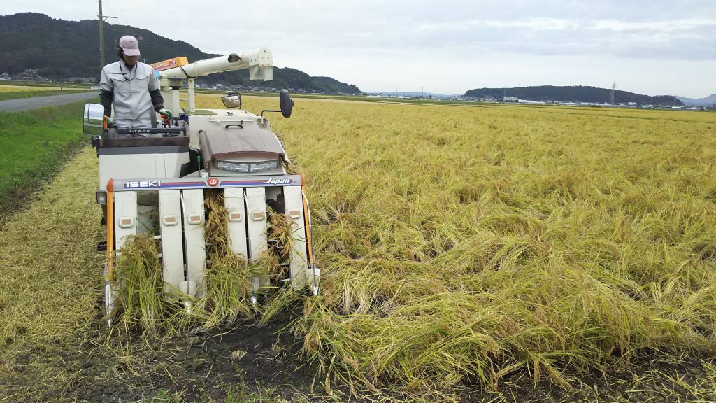 Amazon.co.jp: ミツハシライス 田んぼからの便り 5kg : 食品・飲料・お酒