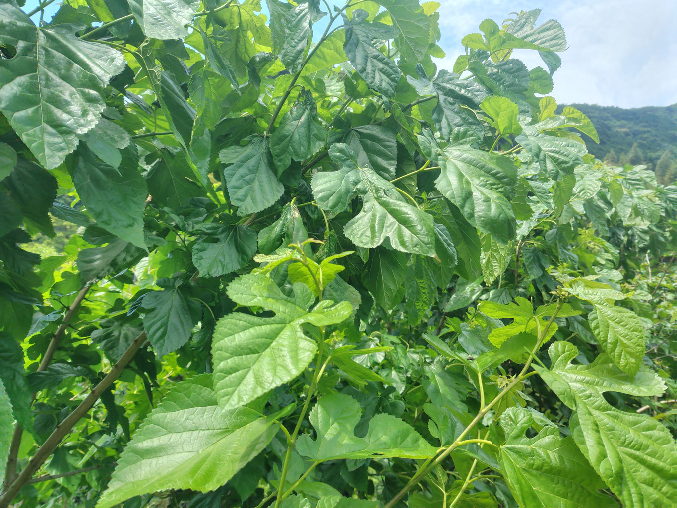 クレソンの育て方・栽培方法野菜の育て方・栽培方法