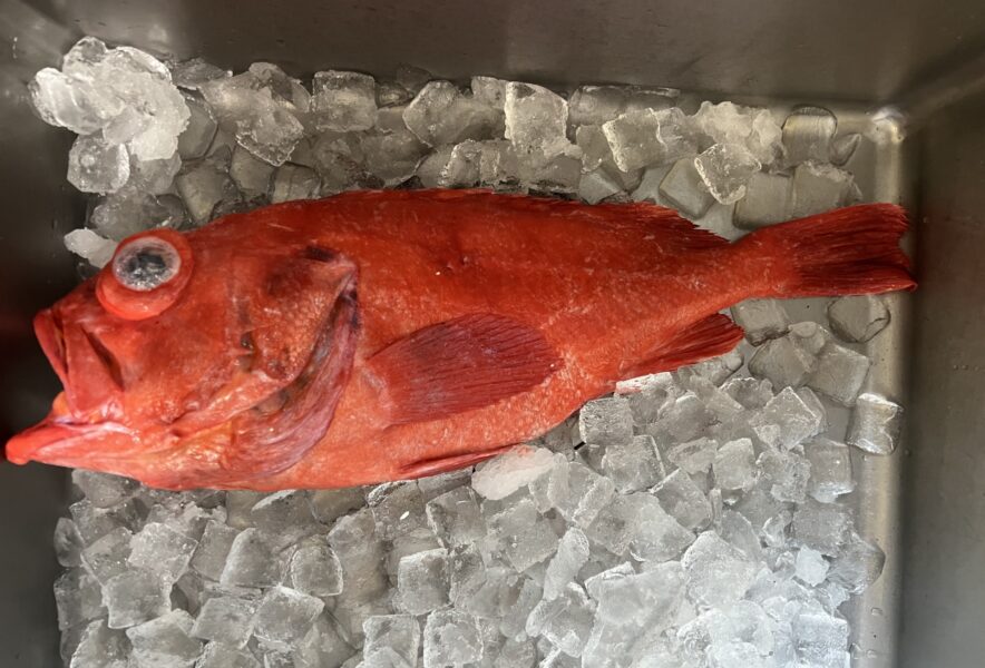 産地から生きたまま・活じめ魚スーパーで購入可能に 2022年1月5日