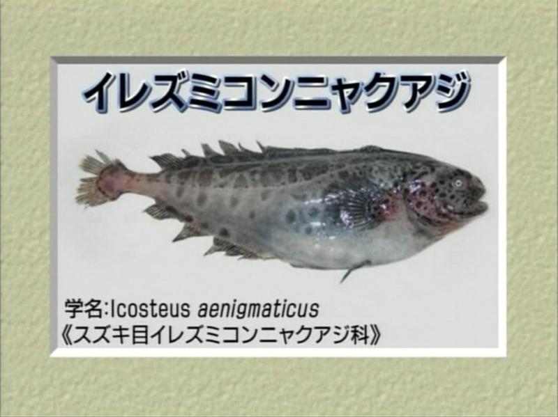 イレズミコンニャクアジ 味はともかくコンニャクみたいな魚: 魔王のアトリエ珍生物調査記録図鑑