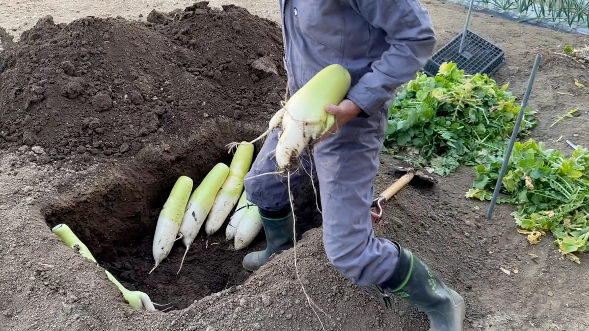 大根の保存方法食べきれない分を畑に埋めて長期保存