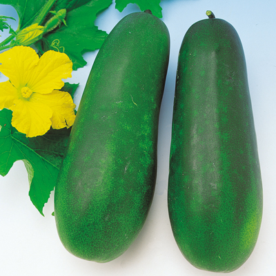 冬瓜・うり類商品一覧無添加・無農薬の食品ネット通販 - たべるとくらすと