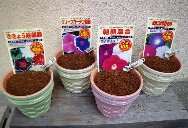 全部ダイソー この夏、初チャレンジ！息子たちと朝顔を植えてみた！！&あんふぁん