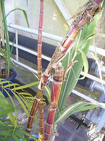 SUGAR CANE 砂糖黍デニム 琉球藍混 左綾 デニムパンツ SUGAR CANE シュガーケーン SC40301