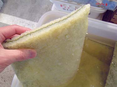 ニシンの卵をなぜ「数の子」と呼ぶの？その理由はニシンの旧名にあった