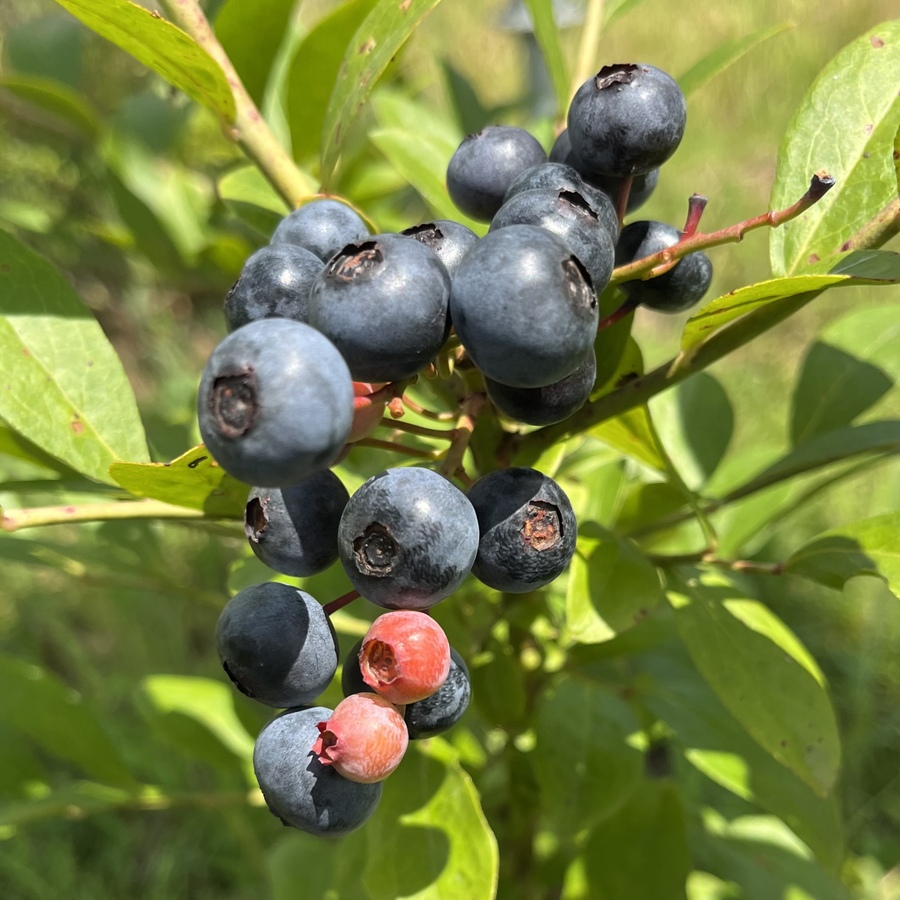 木更津ブルーベリーグミ ラブレ乳酸菌入」40gのお得通販Kuradashi クラダシ でフードロス・食品ロス削減