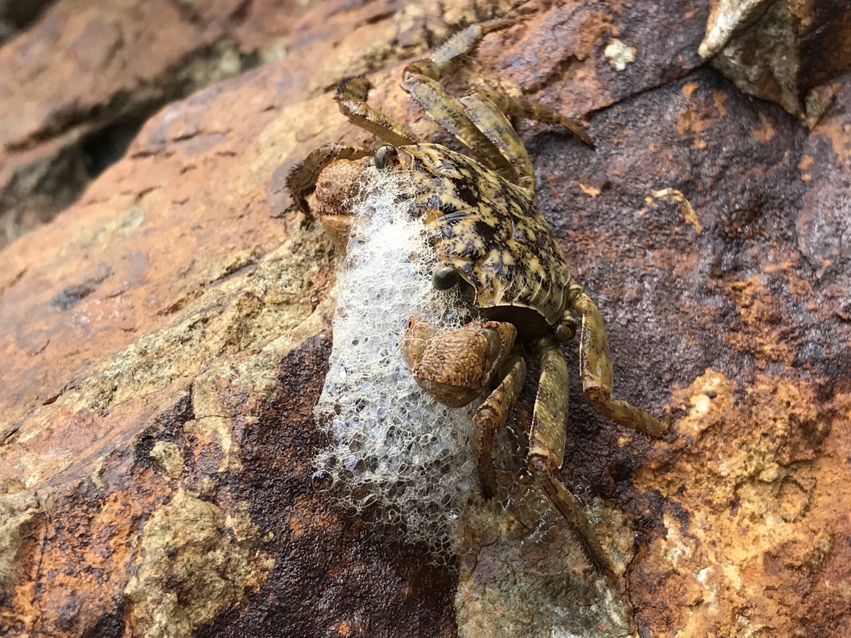 カニは岩の上の口の中の泡を取る」の動画素材 ロイヤリティフリー 1021399582Shutterstock