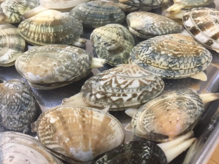 潮干狩りで採った大量のあさりの塩抜き方法 - ウィーンで学ぶ