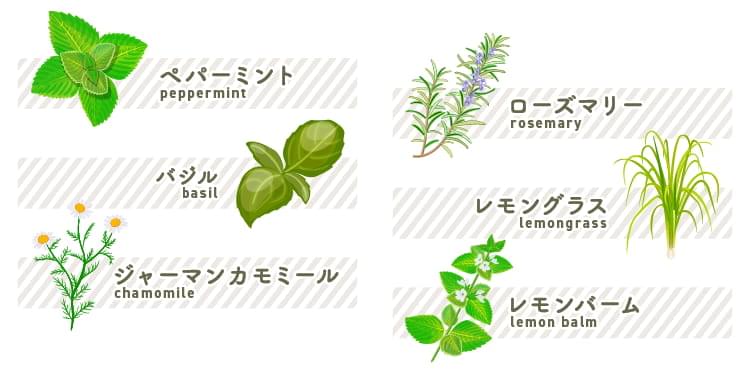 ローズマリー・ハーブの作用、成分、効果、適応