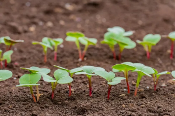 赤丸二十日大根 – 商品別育て方情報 ニチノウのタネ