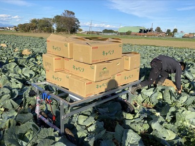 黒岩農園は嬬恋のキャベツを生産する農家・求人アルバイト募集中
