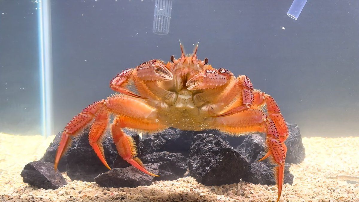 スプラトゥーン３、画面内に文字が多すぎてまるであの画像みたいになっちゃってる「情報量ｗ」「まじでボムどこ？」 - Togetter