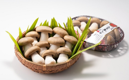 大黒本しめじ 京柄 6パックセット国産 京都 きのこ キノコ 丹波 しめじ 食感 シャキシャキ 旨味たっぷり 天ぷら 鍋 炒め物※北海道・沖縄・その他離島への配送不可010MK002- 京都府京丹波町ふるさとチョイス - ふるさと納税サイト