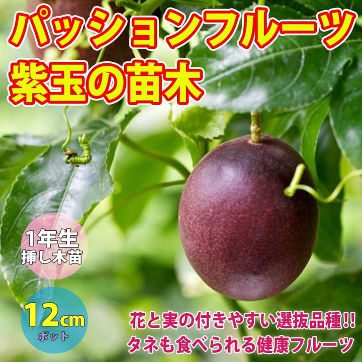 先日のクイズの答えはジャムン Jamun でした！ぶどうが縦に伸びたような見た目で、非常に美しい紫色の果肉の果物です。 インドで知られている果物 で、写真のものもカナダにあるインド系スーパーで購入しました！生で食べても、渋いのがまた面白いですよ～