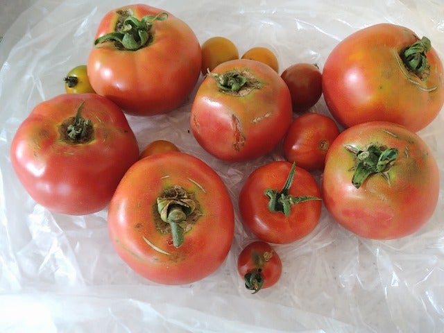 白い背景の上の腐ったトマトの写真素材・画像素材 Image 17646199