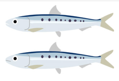 こんばんは！蔵の花です🌼 ⁡ 今日も店長が珍しいお魚を仕入れてくれました！ ⁡ 『八丈赤鯥 ハチジョウアカムツ 』 ⁡アカムツとノドグロは名称が違うだけで、同じ魚ですが 今回のお魚はアカムツでもノドグロでもありません笑 ⁡ 八丈島近辺で漁れる高級魚です🐟 白身で味が