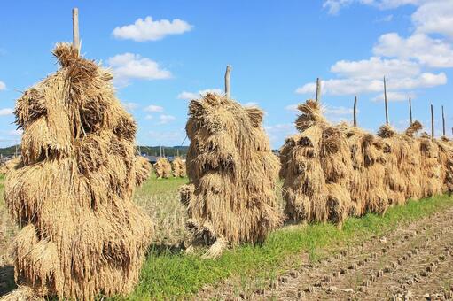 農林22号 去年と比較して10倍くらい効率が上がった稲刈りと天日干し！木下農園のお米作り