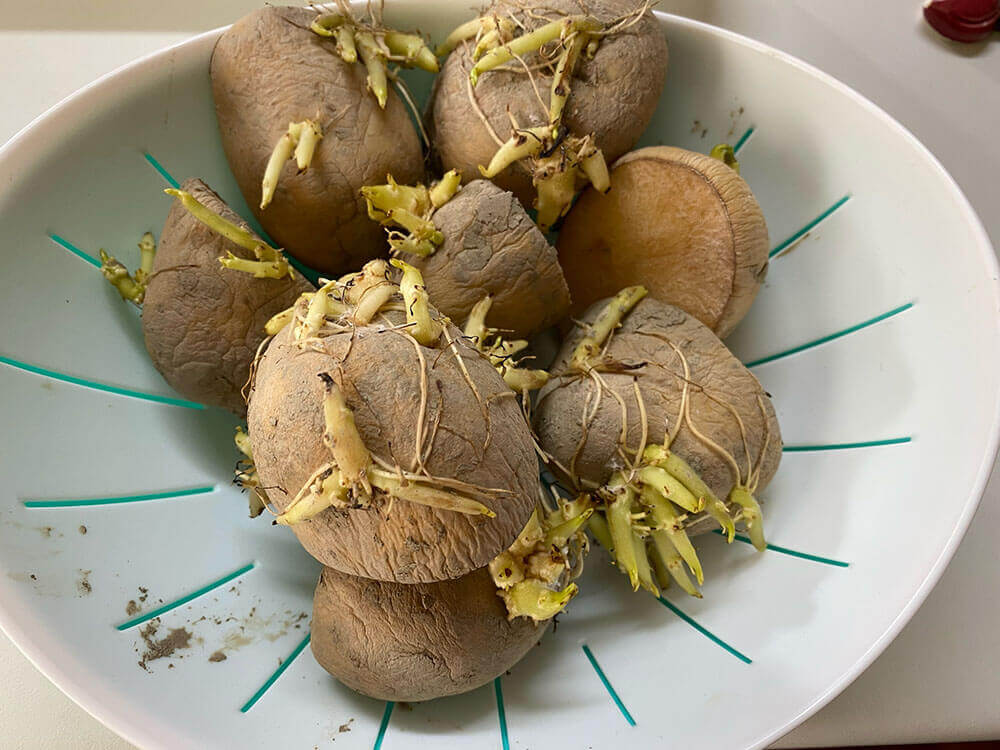 じゃがいもの芽の取り方！芽はどこまで取るの？キッコーマンホームクッキング