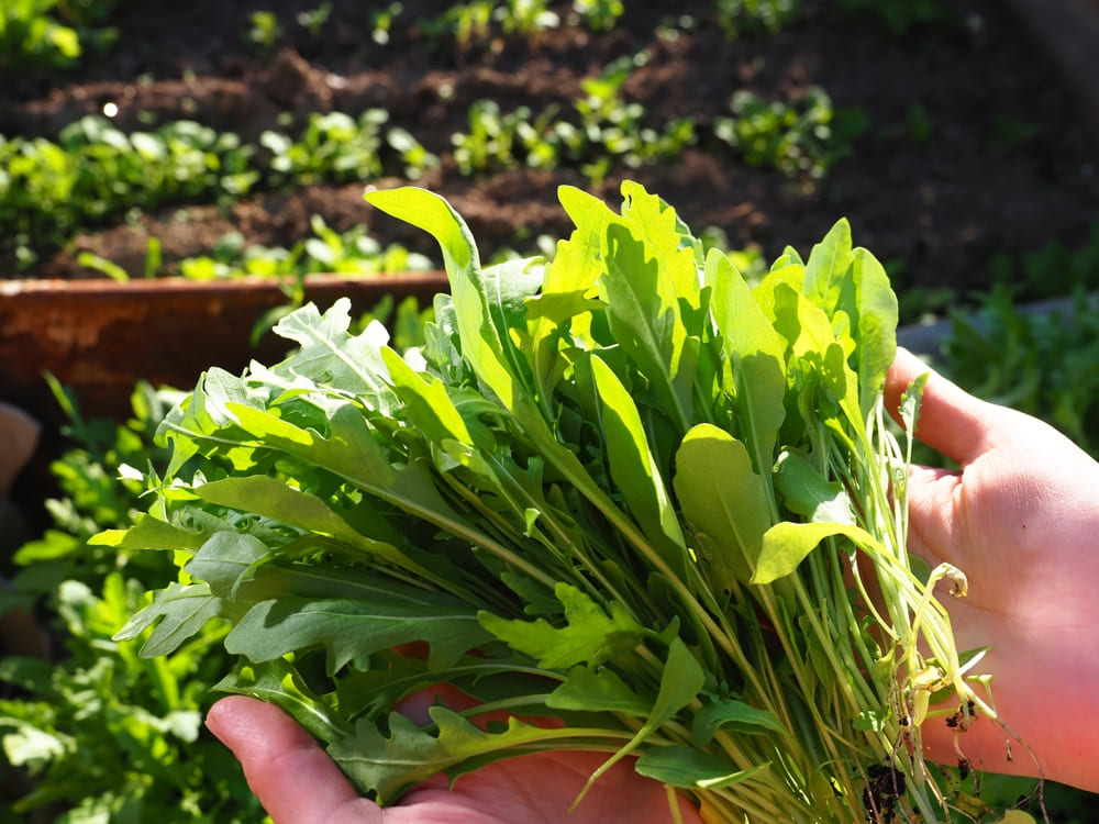 家庭菜園初心者に最適！ 3月に植える野菜5選 畑は小さな大自然vol.72 マイナビ農業