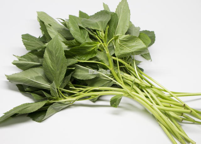 モロヘイヤの栄養・効能旬の時期・保存方法・ゆで方のコツまで